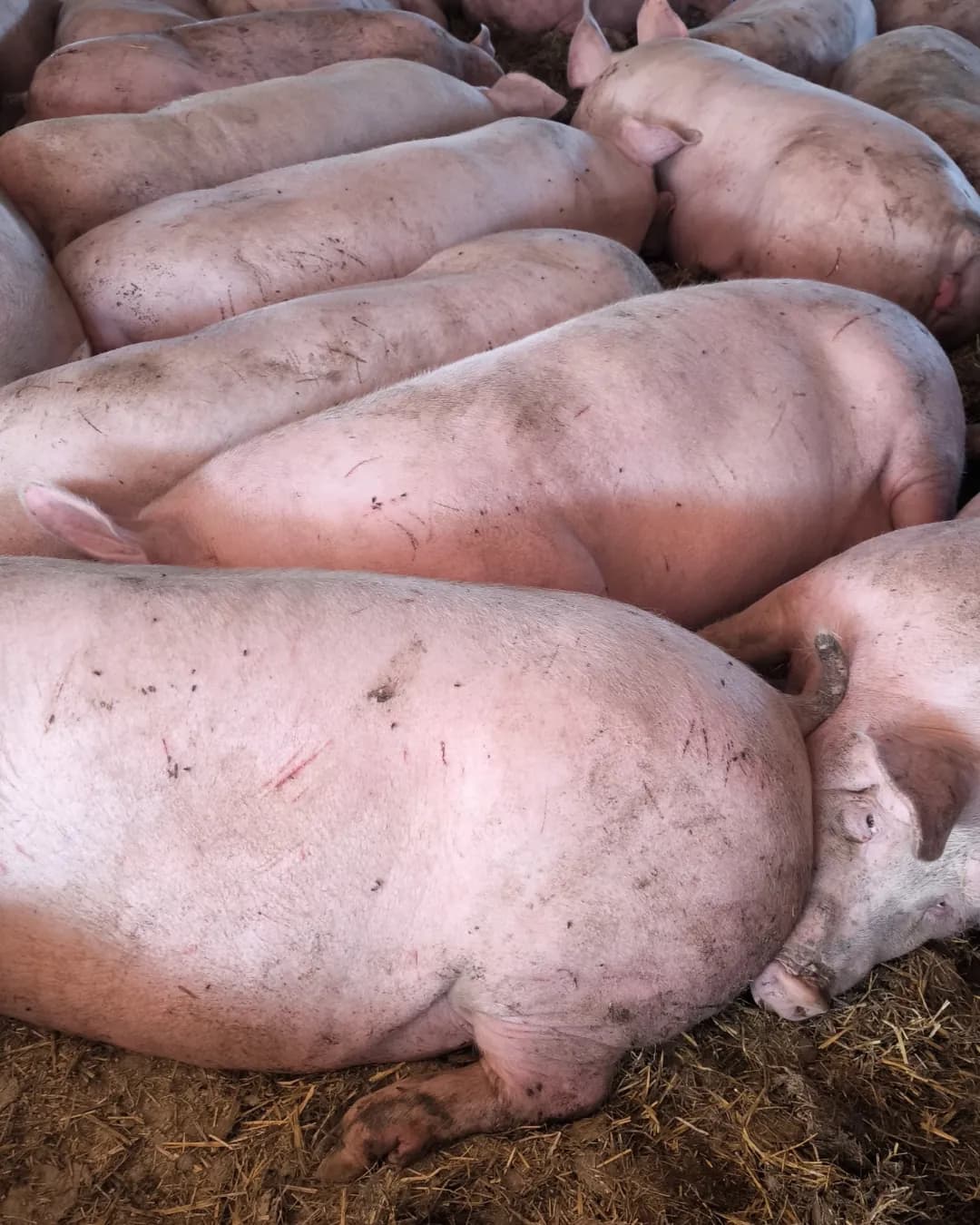 Poza 11 Regele Porcilor