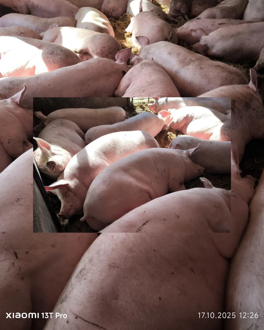 Poza 12 Regele Porcilor