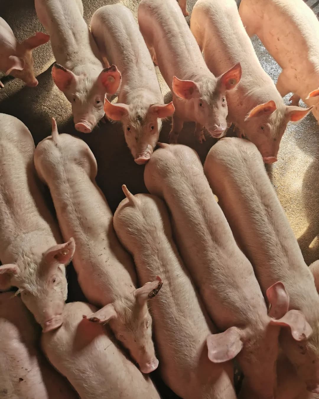 Poza 14 Regele Porcilor