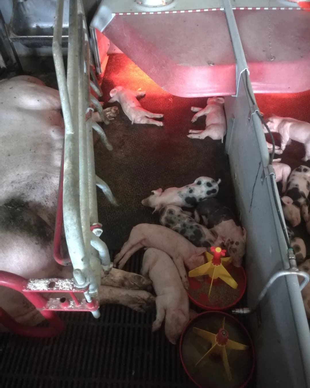 Poza 2 Regele Porcilor