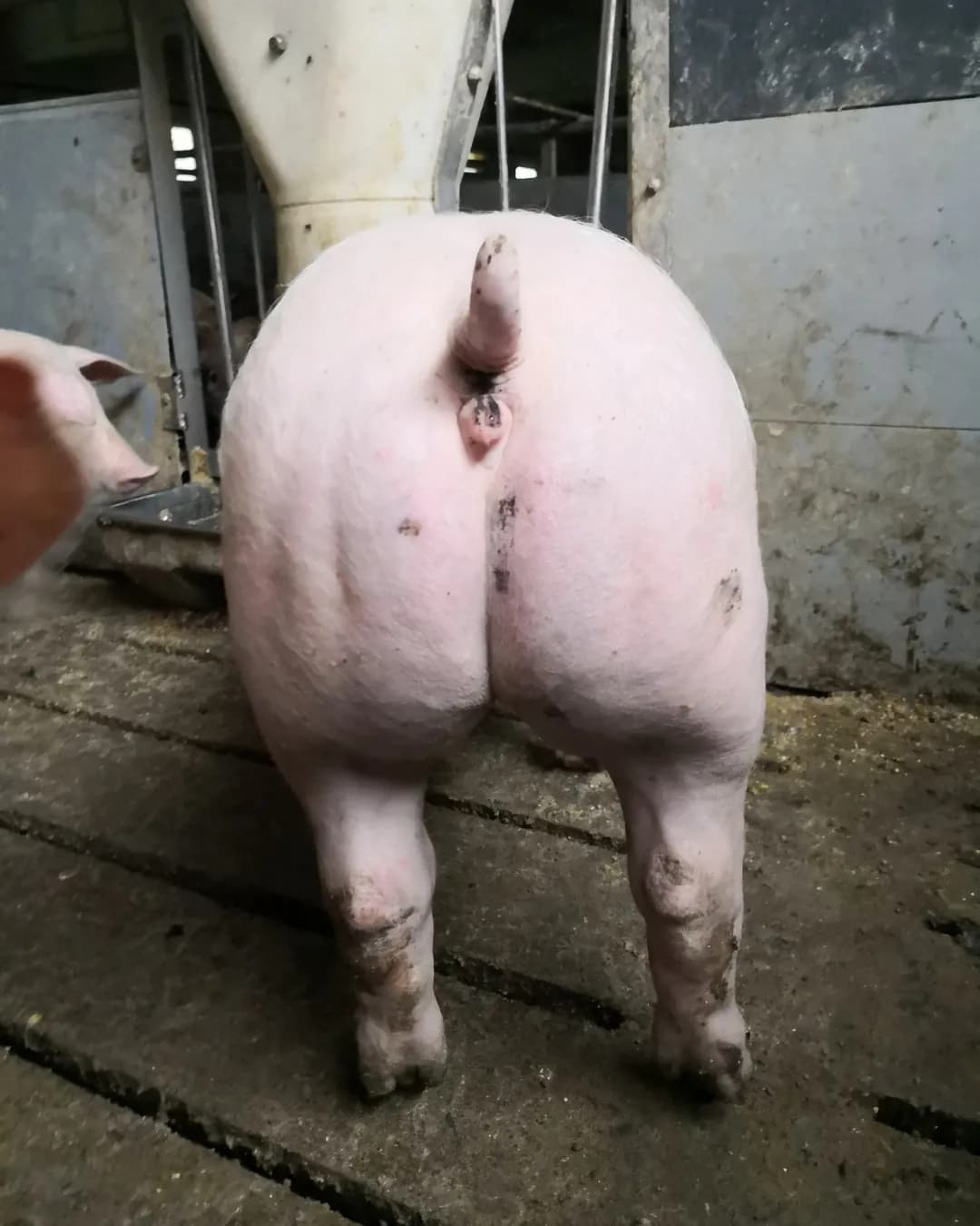 Poza 3 Regele Porcilor