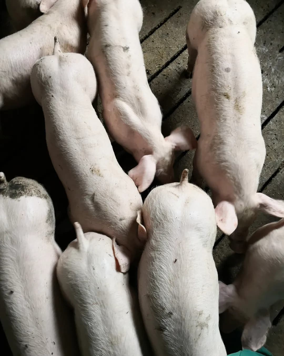 Poza 4 Regele Porcilor