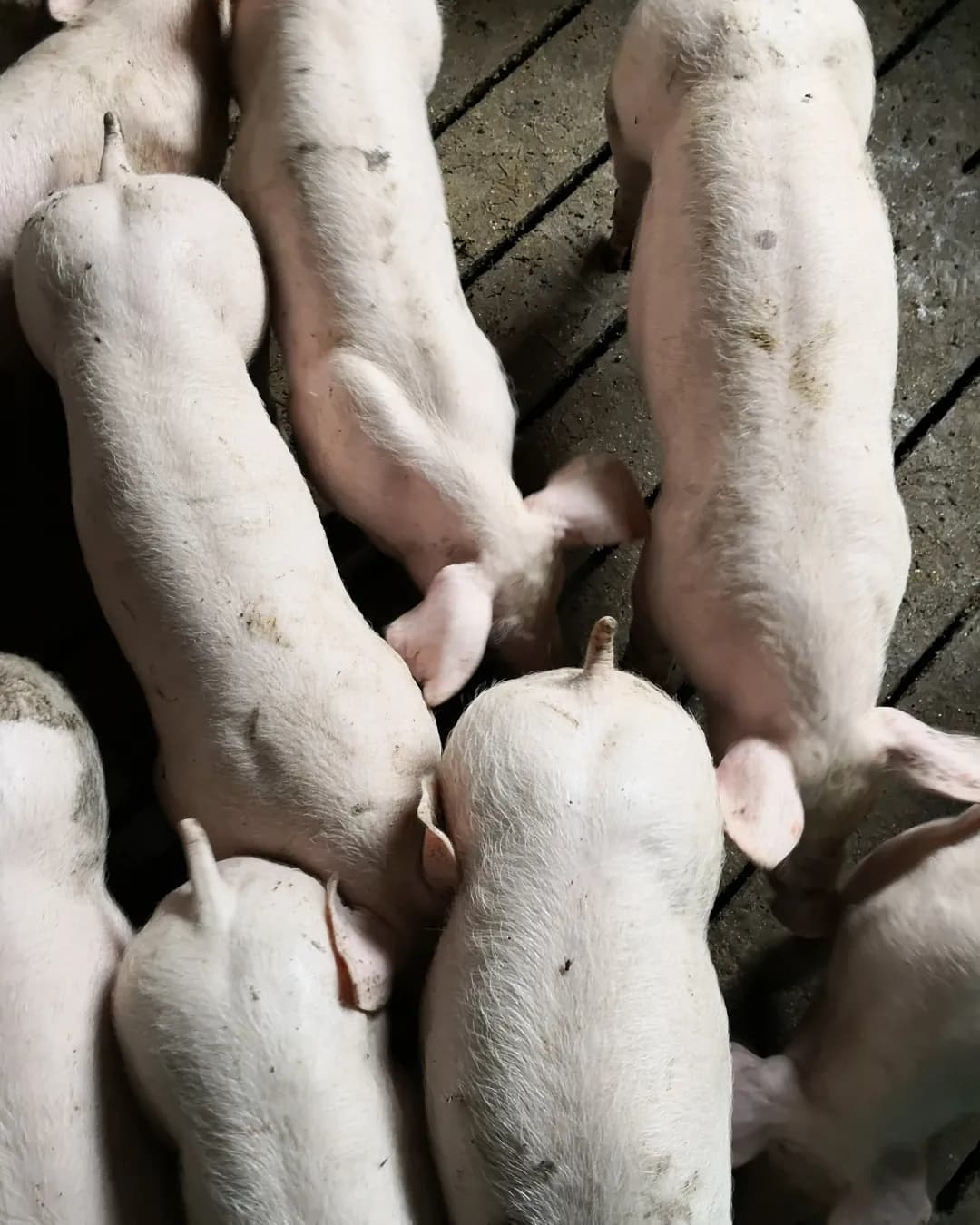 Poza 5 Regele Porcilor