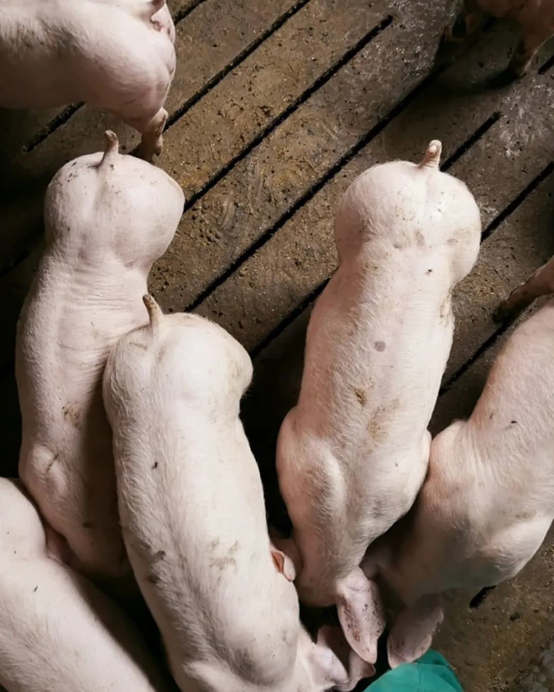 Poza 6 Regele Porcilor