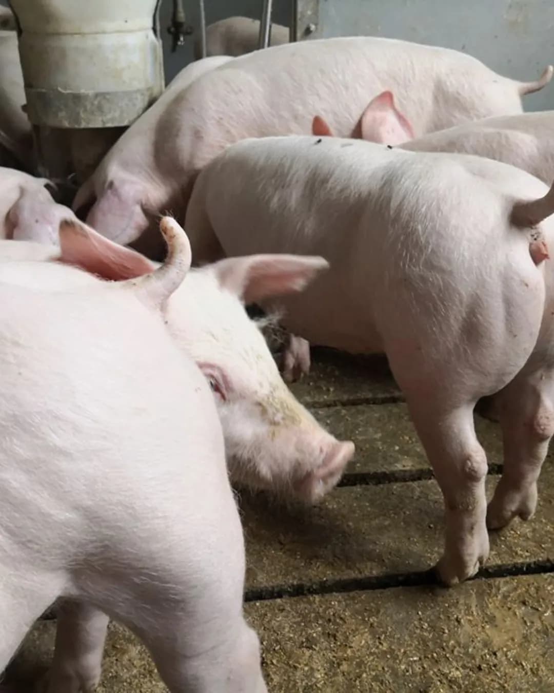 Poza 7 Regele Porcilor