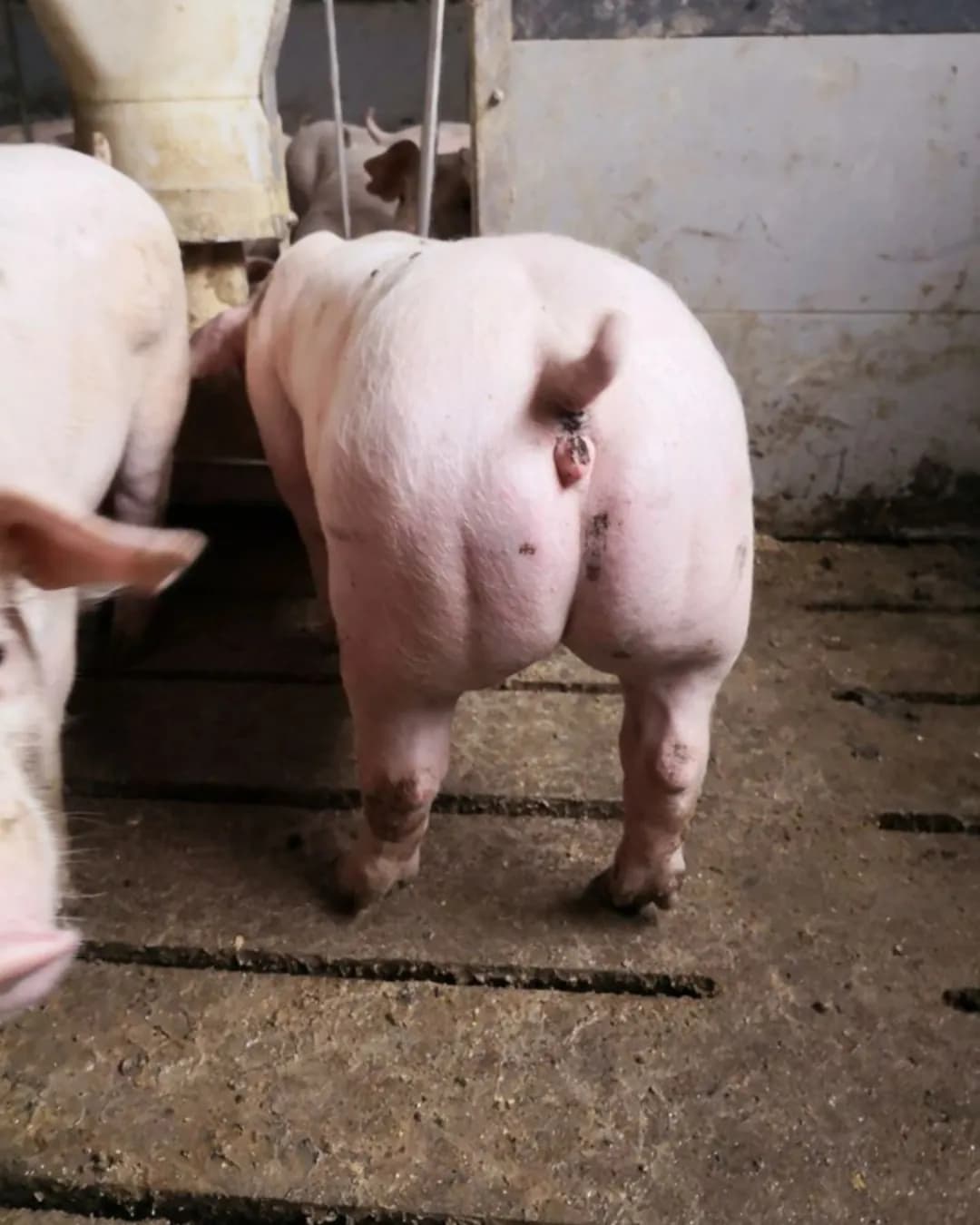 Poza 9 Regele Porcilor